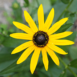 Rudbeckia Goldsturm