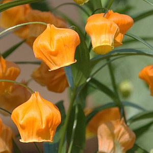 Sandersonia aurantiaca