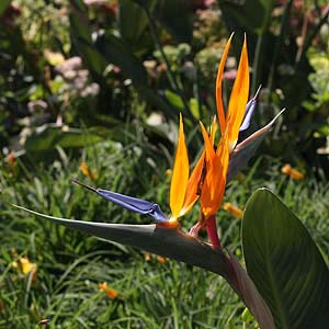 Strelitzia Flower