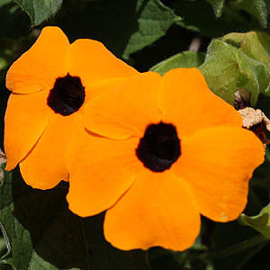 Thunbergia alata - 'Black-eyed Susan'