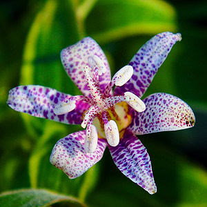 Tricyrtis hirta 'Miyazaki'