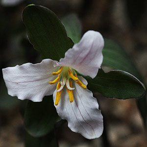 Trillium pusillum