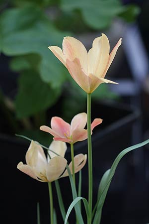 Tulipa batalinii