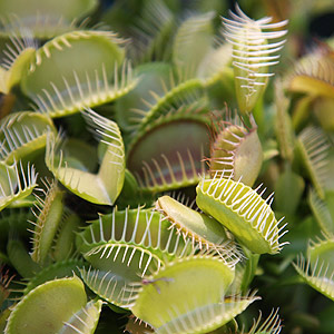 Venus Fly Trap