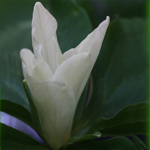 White Trillium chloropetalum - Giant Wake Robin