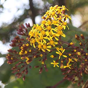 Roldana petastites Flower