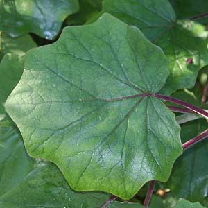 Roldana petastites - Foliage