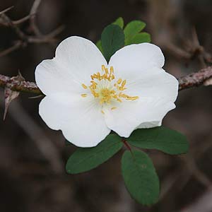 Rosa sericea pteracantha