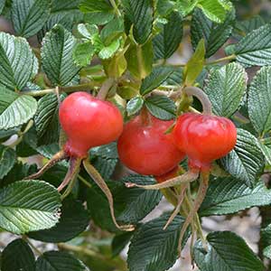 ugosa Rose Hips (or Fruit)