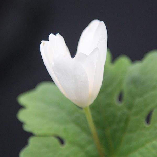 Sanguinaria canadensis - Bloodroot Plant