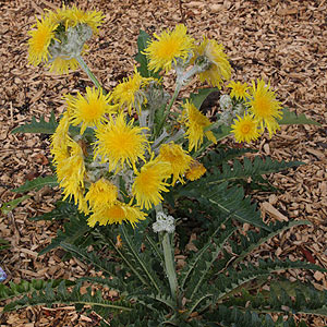 Sonchus acaulis