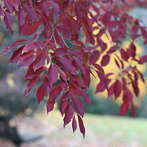 Stewartia - Fall Foliage