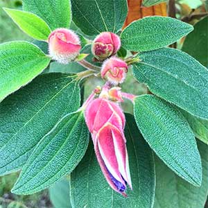 Tibouchina Foliage and Flower Buds