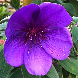 Tibouchina Flower