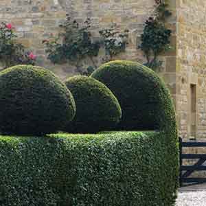 Topiary Hedge with Balls