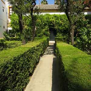 Topiary Hedge