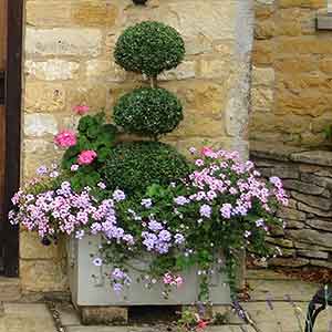 Topiary Tree