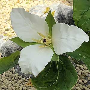 Trillium camschatence