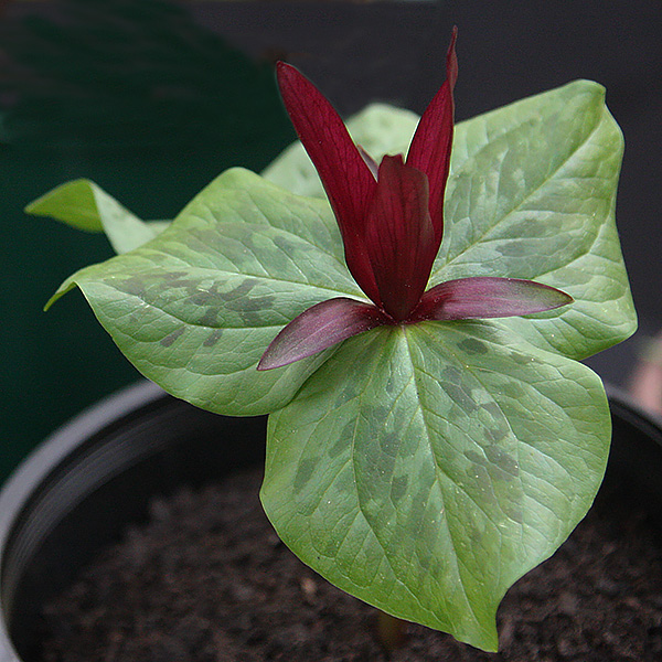 Trillium chloropetalum - Giant Wake Robin