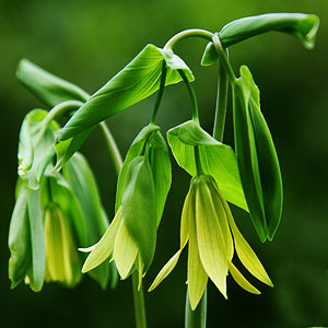 Uvularia grandiflora - Big Merry Bells