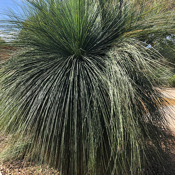 Xanthorrhoea australis - Austalian Grass Tree