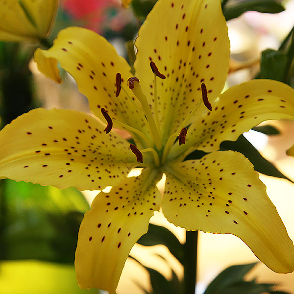 Lilium canadense flavum