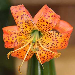 Lilium humboldtii