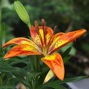 Asiatic Lily