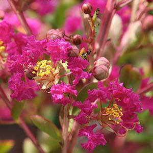 Crape Myrtle Flower