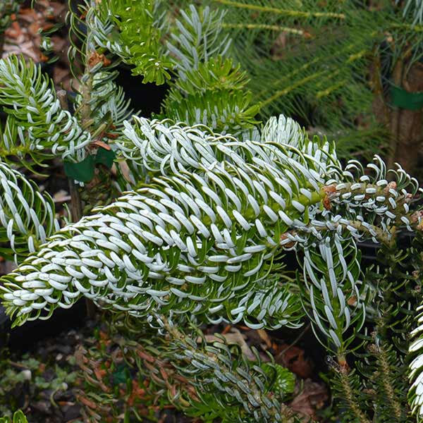 Abies koreana 'Silberlocke'