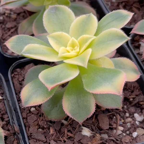 Aeonium haworthii 'Kiwi'