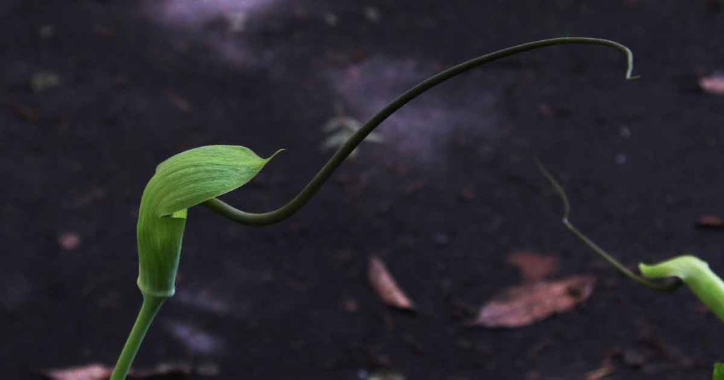 Arisaema tortuosum