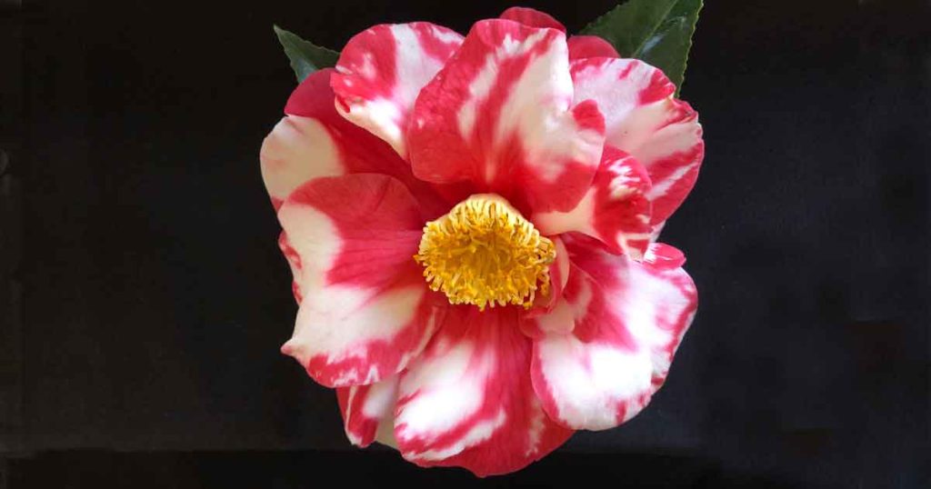 Camellia Flower