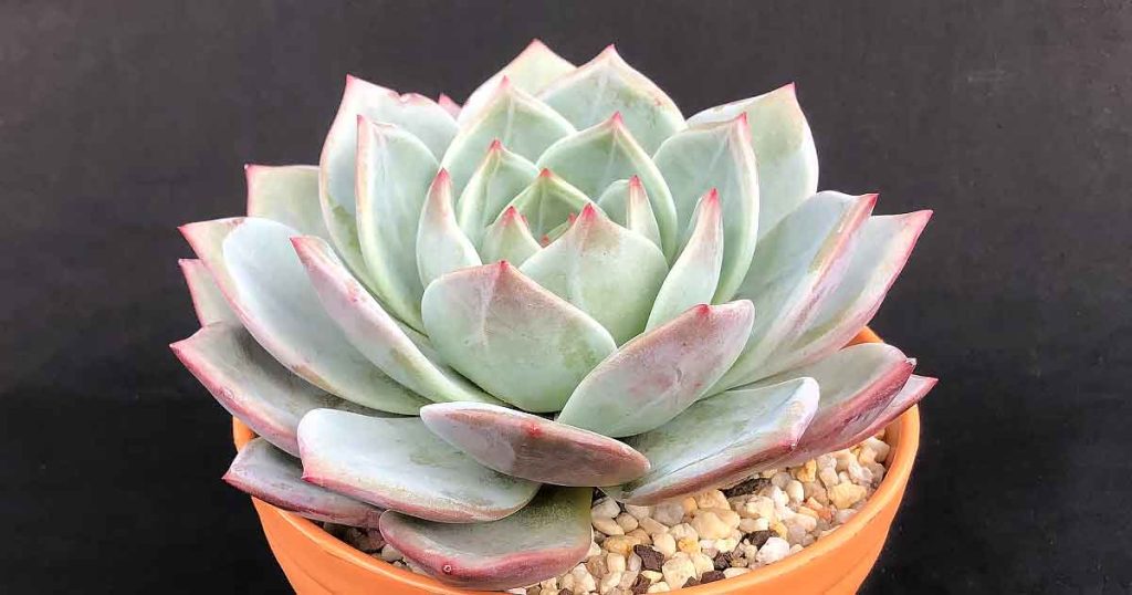 Echeveria 'Pink Champagne'