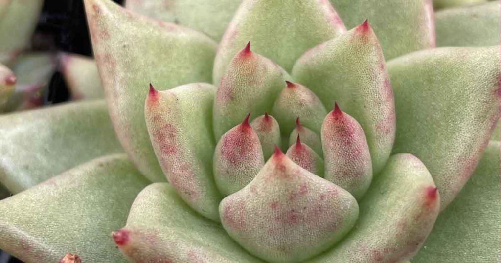 Echeveria agavoides Corderoyi