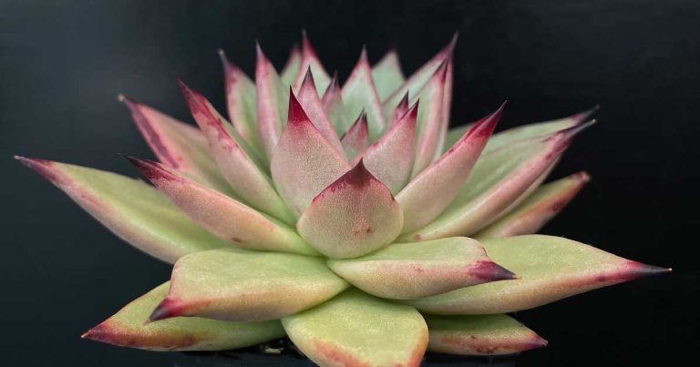 Echeveria agavoides 'Ebony'