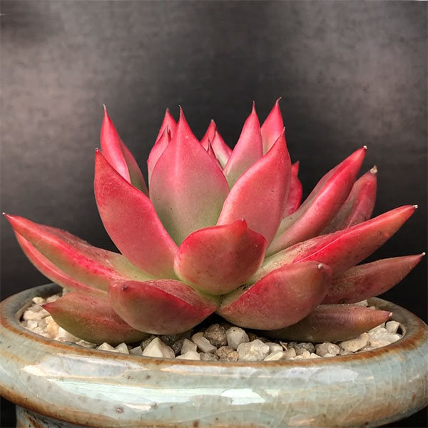 Echeveria 'Frank Reinelt'