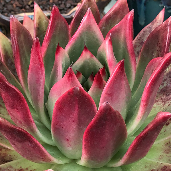 Echeveria agavoides 'Vista Giant' - Molded Wax Agave