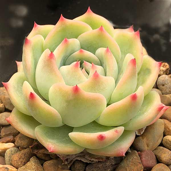 Echeveria Dormancy