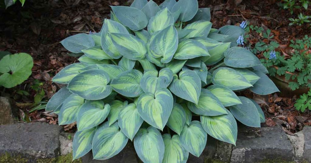 Hosta