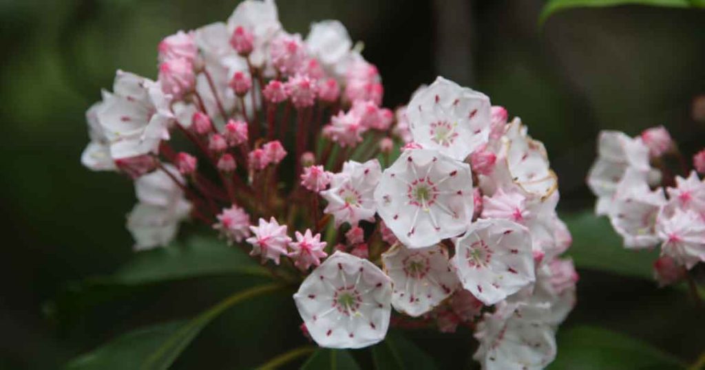 Kalmia latifolia - Mountain Laurel