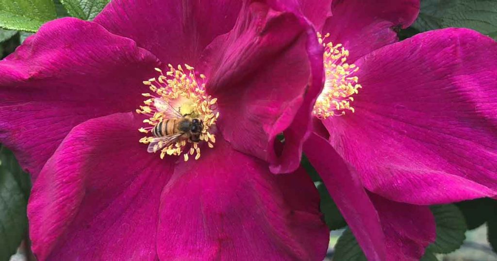 Rugosa Roses