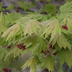 Acer japonicum 'Vitifolium'