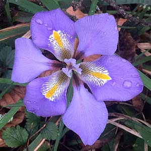 Iris unguicularis - Algerian Iris