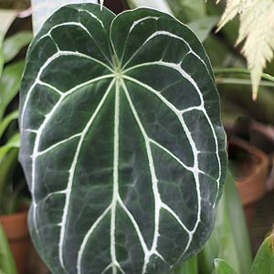 Anthurium grande