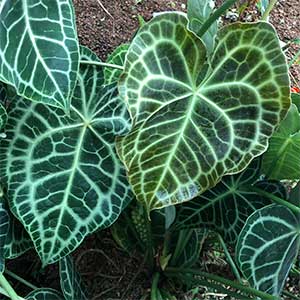 Anthurium magnificum