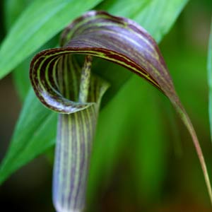 Arisaema consanguineum