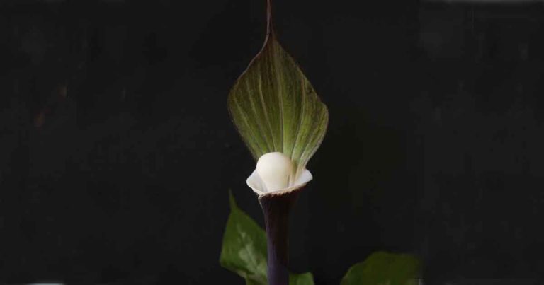 Arisaema sikokianum