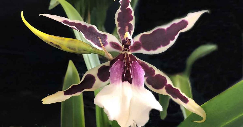 Beallara Orchid - Dianna Dunn Gothic