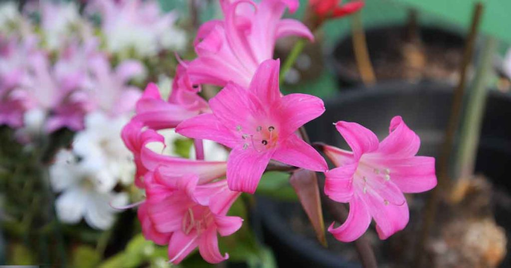 Belladonna Lily - Amarylis Belladonna or Naked Lady Bulb